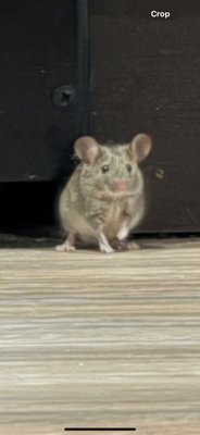 Rodent Control - Have mice or rats taken over your home or business? Look no further, we’ve got your covered! Our team of dedicated experts will have your place rodent free in no time. Call us today to set up an appointment. Rodent Control - Have mice or rats taken over your home or business? Look no further, we’ve got your covered! Our team of dedicated experts will have your place rodent free in no time. Call us today to set up an appointment.