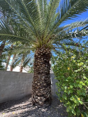 Palm trimming - Palm trimmed before and after Palm trimming - Palm trimmed before and after