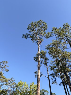 These are the services we offer and many more - We offer several different services, we specialize in tree removals ,trimming , hazardous storm work and emergency tree removals These are the services we offer and many more - We offer several different services, we specialize in tree removals ,trimming , hazardous storm work and emergency tree removals