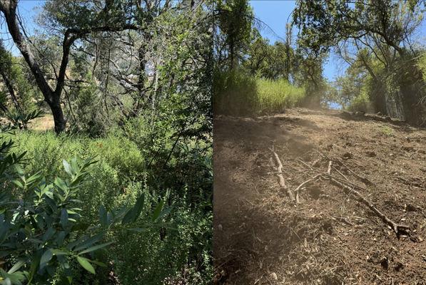 Vegetation Management Services - We provide targeted vegetation management to reduce wildfire risk and improve site health.