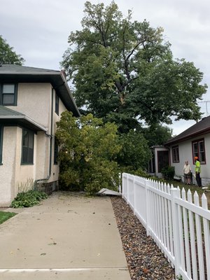 Storm Damage 8/24/21 - This was a storm damage removal of a large branch from a basswood tree. Storm Damage 8/24/21 - This was a storm damage removal of a large branch from a basswood tree.