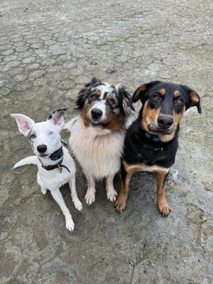 Boarding - When your dog stays with us, they have tons of fun! There are plenty of activities to do on our large property! Boarding - When your dog stays with us, they have tons of fun! There are plenty of activities to do on our large property!