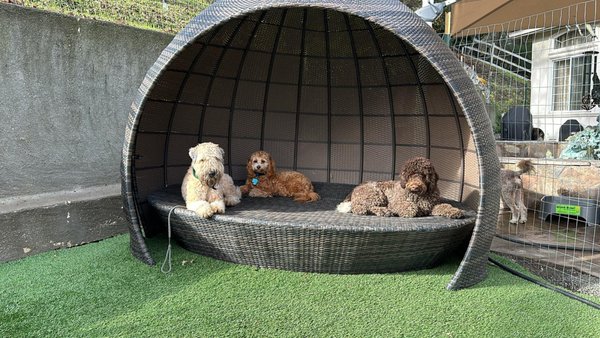 Ry's DayCare: Morning Socialization Sessions - "Step into RythePetGuy's world, where safety meets fun for our four-legged pals! The play area is a haven of joy and laughter, carefully designed with pet-friendly features to ensure a secure environment. From gentle play surfaces to chic and shady, every element is curated for maximum enjoyment and well-being. Morning socialization sessions are a highlight, fostering a sense of community among our canine companions. With RythePetGuy at the helm, every tail wags in harmony, creating a haven where dogs can exercise, socialize, and thrive in a safe and loving atmosphere." Ry's DayCare: Morning Socialization Sessions - "Step into RythePetGuy's world, where safety meets fun for our four-legged pals! The play area is a haven of joy and laughter, carefully designed with pet-friendly features to ensure a secure environment. From gentle play surfaces to chic and shady, every element is curated for maximum enjoyment and well-being. Morning socialization sessions are a highlight, fostering a sense of community among our canine companions. With RythePetGuy at the helm, every tail wags in harmony, creating a haven where dogs can exercise, socialize, and thrive in a safe and loving atmosphere."