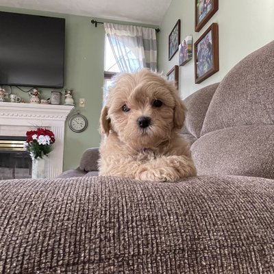 Maltipoos - Due to know fault of his own this beauty is available and ready to go this weekend.....He is a Maltipoo from Dixie and Tuckers Litter. I believe he will look just like Tucker.....
https://facebook.com/maltipoosbymelissa
Maltipoosbymelissa.com Maltipoos - Due to know fault of his own this beauty is available and ready to go this weekend.....He is a Maltipoo from Dixie and Tuckers Litter. I believe he will look just like Tucker.....
https://facebook.com/maltipoosbymelissa
Maltipoosbymelissa.com