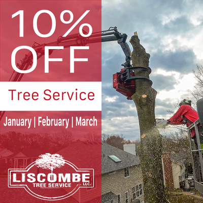 Top-Rated Tree Service From St. Louis's Most Reviewed Tree Business - Discover St. Louis's #1 Tree Service with Liscombe Tree Service, the best-rated and most-reviewed company in the area. We pride ourselves on offering unparalleled tree care, supported by our fully licensed and insured team. Our commitment to safety and reliability is evident in our cutting-edge crane-assisted tree removal services, perfect for tackling any size tree in any location. Whether you're dealing with a tricky backyard giant or a delicate front yard beauty, our experienced crew ensures a seamless and safe removal process. Plus, we believe in transparent and honest communication – that's why we offer free estimates, giving you a clear understanding of the work needed without any surprise costs. Choose Liscombe Tree Service for your peace of mind and the highest standard of tree care in St. Louis. Contact us now and experience why we're the top choice for countless satisfied customers! Top-Rated Tree Service From St. Louis's Most Reviewed Tree Business - Discover St. Louis's #1 Tree Service with Liscombe Tree Service, the best-rated and most-reviewed company in the area. We pride ourselves on offering unparalleled tree care, supported by our fully licensed and insured team. Our commitment to safety and reliability is evident in our cutting-edge crane-assisted tree removal services, perfect for tackling any size tree in any location. Whether you're dealing with a tricky backyard giant or a delicate front yard beauty, our experienced crew ensures a seamless and safe removal process. Plus, we believe in transparent and honest communication – that's why we offer free estimates, giving you a clear understanding of the work needed without any surprise costs. Choose Liscombe Tree Service for your peace of mind and the highest standard of tree care in St. Louis. Contact us now and experience why we're the top choice for countless satisfied customers!