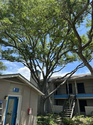 Oak trimming to promote healthy growth - These trees were all trimmed by the owner of Gotham tree service llc. If you would like to have your oaks done correctly, for esthetics as well as health call us today. 830-832-0666