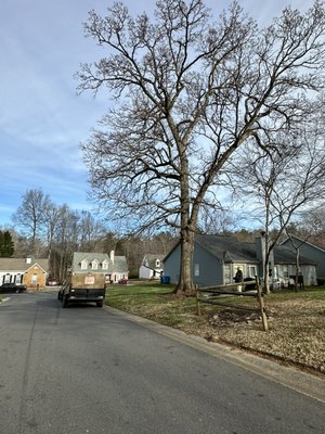Tree Trimming - It’s a great time to get your branches limbs up so they don’t scratch up your car or in the way while you walk. Tree Trimming - It’s a great time to get your branches limbs up so they don’t scratch up your car or in the way while you walk.