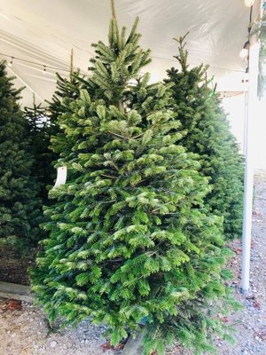 Farm fresh Christmas trees - We have huge selection of Pre cut Fraser fir, Noble fir, Nordmann fir, Douglas fir and Grand fir! Farm fresh Christmas trees - We have huge selection of Pre cut Fraser fir, Noble fir, Nordmann fir, Douglas fir and Grand fir!