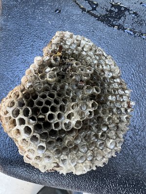 Paper Wasp Control & Nest Removal - Performed a paper wasp nest removal service following a full exterior inspection to identify all active and potential nesting areas. Located accessible nests and assessed activity levels prior to treatment. Applied a targeted treatment directly to the nest using appropriate materials designed to neutralize and eliminate wasp activity quickly and safely. Allowed sufficient time for the treatment to take effect before proceeding with removal. Once activity had subsided, carefully removed the nest to prevent re-establishment in the same location. The surrounding area was treated as needed to deter future nesting. Inspected the structure for additional nests or early-stage activity and provided recommendations to help reduce the likelihood of recurring wasp issues.