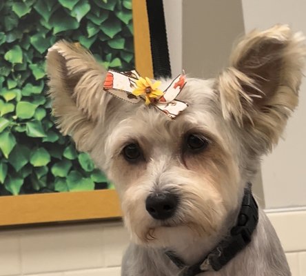 Yorkie Grooming - At Texas Sweet Cheeks Dog Grooming, we ensure your Yorkie feels at home and comfortable. We are passionate about Yorkies and provides gentle, personalized care. Every grooming session is tailored to ensure a positive, stress-free experience, making your Yorkie feel safe and cherished. Yorkie Grooming - At Texas Sweet Cheeks Dog Grooming, we ensure your Yorkie feels at home and comfortable. We are passionate about Yorkies and provides gentle, personalized care. Every grooming session is tailored to ensure a positive, stress-free experience, making your Yorkie feel safe and cherished.