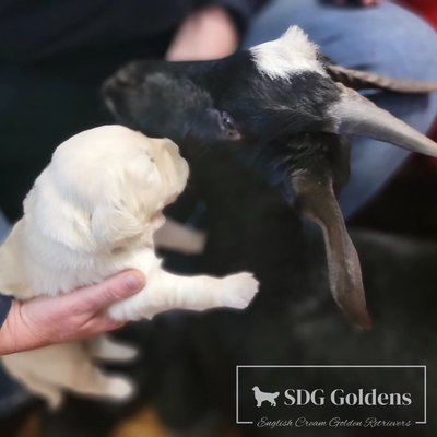 What are ESI & ENS? - The first 8 weeks of a puppy's life are critical to the pups development.
During this time, the puppy is establishing its personality and how it views the world. As a breeder, we want to set the puppy up for success with handling changes in its environment. We implement the Puppy Culture® training program, early neurological stimulation (ENS) exercises as well as Early Scent Introduction (ESI) on all our puppies. These methods produce puppies who are better fit to handle new environments and situations. They also are easier to train, have larger brains, and are more emotionally stable compared to puppies not raised with Puppy Culture®. We love our puppies, and we do all that we can to provide a smoother transition for our puppies and their new families. Last but not least, we are here for you for lifetime support.
If you are ready for a puppy or have any questions, please fill out our contact form on our website or give Sarah a call at 816-588-1349. What are ESI & ENS? - The first 8 weeks of a puppy's life are critical to the pups development.
During this time, the puppy is establishing its personality and how it views the world. As a breeder, we want to set the puppy up for success with handling changes in its environment. We implement the Puppy Culture® training program, early neurological stimulation (ENS) exercises as well as Early Scent Introduction (ESI) on all our puppies. These methods produce puppies who are better fit to handle new environments and situations. They also are easier to train, have larger brains, and are more emotionally stable compared to puppies not raised with Puppy Culture®. We love our puppies, and we do all that we can to provide a smoother transition for our puppies and their new families. Last but not least, we are here for you for lifetime support.
If you are ready for a puppy or have any questions, please fill out our contact form on our website or give Sarah a call at 816-588-1349.