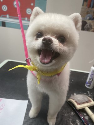 Grooms from over the years to recent. - Full haircuts and bath/deshed grooms from all my furry friends. Grooms from over the years to recent. - Full haircuts and bath/deshed grooms from all my furry friends.