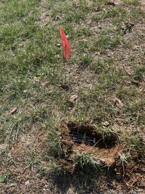 Mole eviction - For your vole or mole problems, call Battlefield Wildlife Services. We go to Battle for you