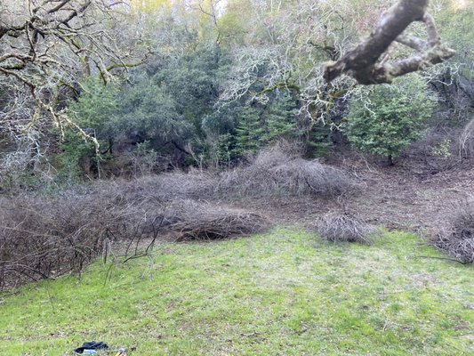 Scotch broom , root pulling and hauling - Scotch broom root pulling out from ground to prevent it from re growing , clearing and hauling away Scotch broom , root pulling and hauling - Scotch broom root pulling out from ground to prevent it from re growing , clearing and hauling away