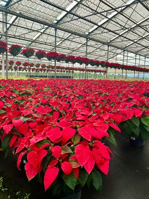 Poinsettias - Keep your poinsettias away from drafts and chilly air. Poinsettias grow best in well-lit areas, but direct sun or hot lights can dry out the plants. Water your poinsettia when the surface of the soil is dry to the touch. Place a saucer under the pot, and drain the saucer if water starts to collect in it. Poinsettias - Keep your poinsettias away from drafts and chilly air. Poinsettias grow best in well-lit areas, but direct sun or hot lights can dry out the plants. Water your poinsettia when the surface of the soil is dry to the touch. Place a saucer under the pot, and drain the saucer if water starts to collect in it.