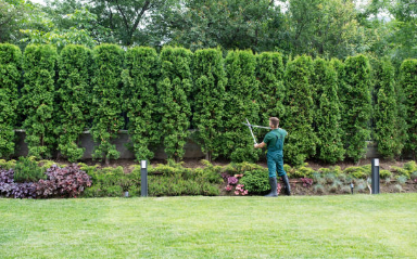 Pruning - Pruning and trimming is one the most important maintenance items to keep your commercial property looking neat! Pruning - Pruning and trimming is one the most important maintenance items to keep your commercial property looking neat!