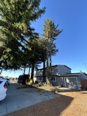 Redwood tree Removal - Great project where we removed 6 redwood trees near the power lines and the house. Redwood tree Removal - Great project where we removed 6 redwood trees near the power lines and the house.