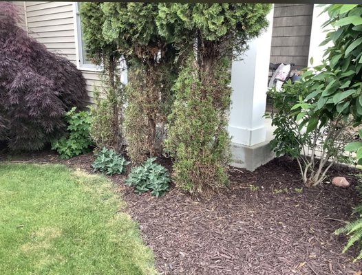 Arborvitae and lilac removal removed the stumps as well - Removal of 5 arborvitae a lilac and the stumps and did some trimming on a maple Arborvitae and lilac removal removed the stumps as well - Removal of 5 arborvitae a lilac and the stumps and did some trimming on a maple