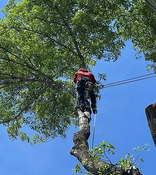 Tree Care - At TNA Tree Service & Landscape, we offer a wide range of services to keep your trees looking healthy and beautiful. Our experienced professionals are skilled in tree trimming, tree removal, stump removal & much more! Whatever your tree care needs may be, you can count on us to provide high-quality service and expert care for your trees. Tree Care - At TNA Tree Service & Landscape, we offer a wide range of services to keep your trees looking healthy and beautiful. Our experienced professionals are skilled in tree trimming, tree removal, stump removal & much more! Whatever your tree care needs may be, you can count on us to provide high-quality service and expert care for your trees.