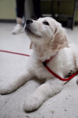 Puppy Training - For puppies building a foundation is very important. A mix of private lessons and group classes will get your pup started on the right foot. Our training is aimed at teaching your pup to make good choices and giving you the tools to communicate with your dog what you need! Puppy Training - For puppies building a foundation is very important. A mix of private lessons and group classes will get your pup started on the right foot. Our training is aimed at teaching your pup to make good choices and giving you the tools to communicate with your dog what you need!