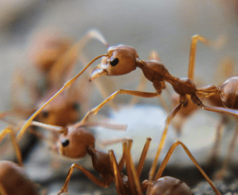 Centurion, Your Guard Against Pests - Contact us today for commercial and residential needs Centurion, Your Guard Against Pests - Contact us today for commercial and residential needs
