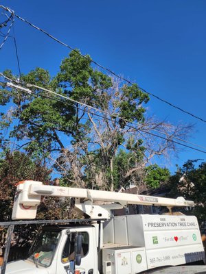 Before Photo - Canopy clean in wire city! Horrible access and drop zone - Before and After Photo - Canopy clean in wire city! Horrible access and drop zone Before Photo - Canopy clean in wire city! Horrible access and drop zone - Before and After Photo - Canopy clean in wire city! Horrible access and drop zone