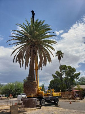 Palm Tree Removal - This is a job done here in Tucson, AZ. Palm tree was safely removed and professionally done. All utility lines are marked prior to ALL removals. Safety is always a priority of my business and is a MUST in all of my jobs. Don't cut your palm down give me the opportunity to work with you today! If it can be removed safely I can do it! Palm Tree Removal - This is a job done here in Tucson, AZ. Palm tree was safely removed and professionally done. All utility lines are marked prior to ALL removals. Safety is always a priority of my business and is a MUST in all of my jobs. Don't cut your palm down give me the opportunity to work with you today! If it can be removed safely I can do it!