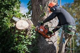 Shaping Trees, Enhancing Landscapes - At Arbortec Tree Solutions, we specialize in all aspects of tree care. Whether you need pruning to enhance the health and aesthetics of your trees, removal of hazardous trees, or stump grinding services, our certified arborists and experienced crew ensure your trees are in the best hands. We prioritize safety and use industry-leading techniques and equipment to deliver precise and efficient tree care services.