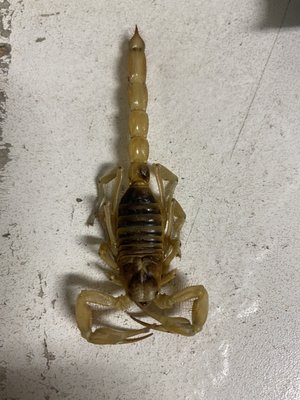 About Time pest control - We kill bugs dead in there track’s - At About time pest and weed control we provide a quality service that kills bugs dead in there tracks.