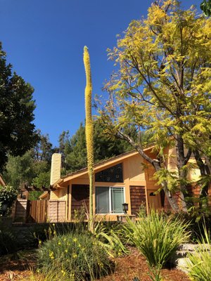 Drought Tolerant Landscapes - Different drought tolerant landscapes.