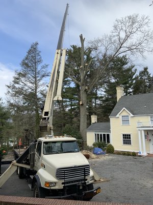 Upper Brookville, New York - Client had multiple limb failure cause damage to his home. After a level three assessment we determined the tree needed to be removed. Upper Brookville, New York - Client had multiple limb failure cause damage to his home. After a level three assessment we determined the tree needed to be removed.