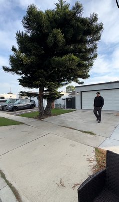 Tree Removal - This is a removal of a star pine tree we removed in the city of tustin, CA. Removing this tree was necessary due to its roots over growing and cracking the cement causing expensive damage to the clients property. They’re also considering a new drive way and with this tree out of the way they don’t have to worry about future damages. Tree Removal - This is a removal of a star pine tree we removed in the city of tustin, CA. Removing this tree was necessary due to its roots over growing and cracking the cement causing expensive damage to the clients property. They’re also considering a new drive way and with this tree out of the way they don’t have to worry about future damages.