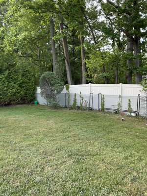 Privacy tree installation - This privacy tree installation was a nice addition to a beautiful backyard