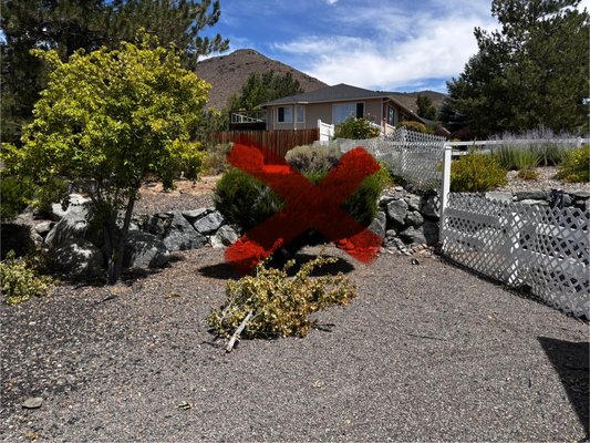 Bush removal & tree trim - Bush removal & tree trim