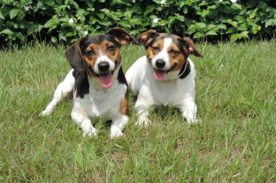 OBEDIENCE - At Green Dog Training, we specialize in dog obedience training in The Woodlands, Texas. We offer professional dog training tailored to your dog's needs, helping them learn essential commands, improve behavior, and build a stronger bond with you.
Our Woodlands/Conroe Basic Obedience Dog Training Programs teach all the basic skills and commands.
Heel with Automatic Sit
Sit
Sit-Stay
Down
Down-Stay
Place (go to bed)
Recall (come) OBEDIENCE - At Green Dog Training, we specialize in dog obedience training in The Woodlands, Texas. We offer professional dog training tailored to your dog's needs, helping them learn essential commands, improve behavior, and build a stronger bond with you.
Our Woodlands/Conroe Basic Obedience Dog Training Programs teach all the basic skills and commands.
Heel with Automatic Sit
Sit
Sit-Stay
Down
Down-Stay
Place (go to bed)
Recall (come)