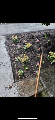 Change from spray heads to drip tubing - This customer was tired of the water spraying the plants foliage. So we installed this drip piping for them and they love it! Change from spray heads to drip tubing - This customer was tired of the water spraying the plants foliage. So we installed this drip piping for them and they love it!