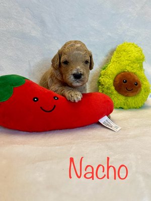 Mexican Fiesta Litter - Mini to Medium adorable Australian labradoodles. They are multigenerational so no shedding coats with great temperaments and curly to wavy coats. They will be ready for their furrever families the last week in April so you can celebrate the Mexican 5 de Mayo Fiesta with them! Call us to come and meet them