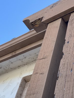 Balcony wood repair - This termite damage was found by one of our licensed termite inspectors. It turned out to be significant, but our skilled repair crew fixed and replaced the damaged wood and the decking material. Bite Away takes pride in our quality repair work. We don't splice in pieces of wood or use bondo wood fillers. Whenever possible, we recommend replacing entire pieces of wood to restore the home to its original condition. Balcony wood repair - This termite damage was found by one of our licensed termite inspectors. It turned out to be significant, but our skilled repair crew fixed and replaced the damaged wood and the decking material. Bite Away takes pride in our quality repair work. We don't splice in pieces of wood or use bondo wood fillers. Whenever possible, we recommend replacing entire pieces of wood to restore the home to its original condition.
