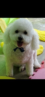 full grooming - Puffy fluffy get afull grooming for holidays 🐶🐾 full grooming - Puffy fluffy get afull grooming for holidays 🐶🐾