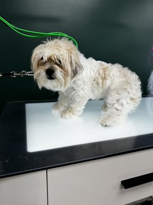 Chloe’s Spa day at Happy Paws, call to book and appointment for your puppy as well (203) 993 2006 - Beautiful Chloe came in matted, but I was able to remove matted areas and now this beautiful puppy is all set. Her mom was very happy to see the makeover. Chloe’s Spa day at Happy Paws, call to book and appointment for your puppy as well (203) 993 2006 - Beautiful Chloe came in matted, but I was able to remove matted areas and now this beautiful puppy is all set. Her mom was very happy to see the makeover.