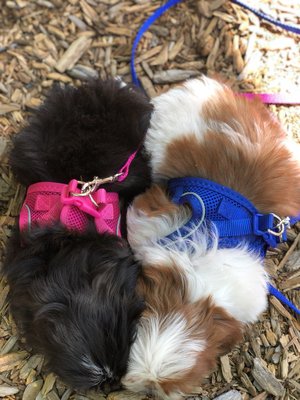 Dandilyon 2018 - 8 week old puppy shoot. Turned out magical. Dandilyon 2018 - 8 week old puppy shoot. Turned out magical.