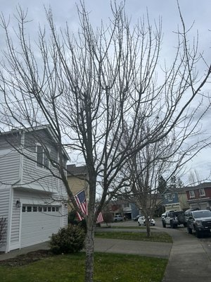 Give your yard its life back! - Tree trim and shrub trim
Moss and weed removal in the back Give your yard its life back! - Tree trim and shrub trim
Moss and weed removal in the back