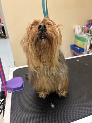 Matted Yorkie Makeover - Recently, we had a sweet boy come in, who was matted and overgrown. Despite being a little timid during his grooming session, he behaved very well. Unfortunately, due to the stress of the matting on his fur, there was quite a bit of coat damage. However, we were able to save enough hair to give the illusion of a short Yorkie cut. We take pride in our ability to handle challenging grooming situations and ensure that your pets are comfortable and happy throughout the process. Matted Yorkie Makeover - Recently, we had a sweet boy come in, who was matted and overgrown. Despite being a little timid during his grooming session, he behaved very well. Unfortunately, due to the stress of the matting on his fur, there was quite a bit of coat damage. However, we were able to save enough hair to give the illusion of a short Yorkie cut. We take pride in our ability to handle challenging grooming situations and ensure that your pets are comfortable and happy throughout the process.