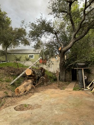Emergency Job: Fallen Eucalyptus on house - One of my client’s called me because a large Eucalyptus tree had fallen on her house due to the winds. We took care of it for her doing our best to limit the damage done to the house and getting everything done safely