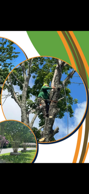 Tree Services - Lawn landscaping and tree services Tree Services - Lawn landscaping and tree services