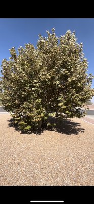 Tree cleaning Job - Tree cleaning Job Tree cleaning Job - Tree cleaning Job