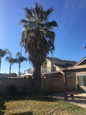 Giant fan palm removal Moreno Valley - Before and after cutting the giant fan palm down Giant fan palm removal Moreno Valley - Before and after cutting the giant fan palm down