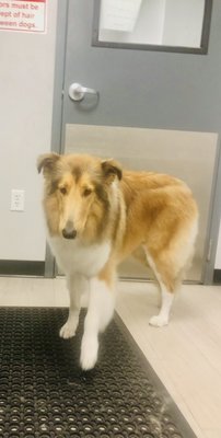 Grooming examples - Here are a few examples of my work!