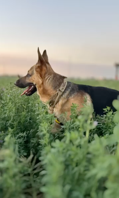 Aggressive or Reactive Dogs? I’ve Got You. - Not every walker is equipped to handle dogs with behavioral challenges — but I am.

I’ve worked with many reactive, anxious, or “aggressive” dogs who just need the right energy, structure, and patience.

I don’t shy away from strong-willed breeds — I welcome them. My calm, assertive approach helps dogs feel safe and understood.

If your pup has been turned away by other walkers or daycare services, I’d love to meet them. I believe every dog deserves a chance to thrive.

Let’s work together to give your dog the exercise, confidence, and consistency they need.