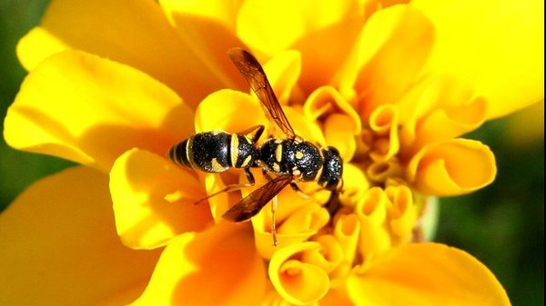 YELLOW JACKETS : REMOVAL SERVICES - Specializing in Structural Yellow Jacket Removal. We have licensed, insured bonded contractor on staff,
Yellowjacket is the common name in North America for predatory wasps. Members of these genera are known simply as “wasps” in other English-speaking countries. Most of these are black and yellow; some are black and white (such as the bald-faced hornet, Dolichovespula maculata), while others may have the abdomen background color red instead of black.
They can be identified by their distinctive markings, small size (similar to a honey bee), their occurrence only in colonies, and a characteristic, rapid, side to side flight pattern prior to landing. All females are capable of stinging. Yellowjackets are important predators of pest insects.
Yellow jackets, often called “bees” as they are similar in size and appearance and both sting, are actually wasps. A typical yellowjacket worker is about 12 mm (0.5 in) long, with alternating bands on the abdomen; the queen is larger, about 19 mm (0.75 in) long (the different patterns on their abdomens help separate various species). Workers are sometimes confused with honey bees, especially when flying in and out of their nests. Yellowjackets, in contrast to honey bees, are not covered with tan-brown dense hair on their bodies, they do not carry pollen, and do not have the flattened hairy hind legs used to carry it.
call today 650-879-0233 or 415-385-1061 YELLOW JACKETS : REMOVAL SERVICES - Specializing in Structural Yellow Jacket Removal. We have licensed, insured bonded contractor on staff,
Yellowjacket is the common name in North America for predatory wasps. Members of these genera are known simply as “wasps” in other English-speaking countries. Most of these are black and yellow; some are black and white (such as the bald-faced hornet, Dolichovespula maculata), while others may have the abdomen background color red instead of black.
They can be identified by their distinctive markings, small size (similar to a honey bee), their occurrence only in colonies, and a characteristic, rapid, side to side flight pattern prior to landing. All females are capable of stinging. Yellowjackets are important predators of pest insects.
Yellow jackets, often called “bees” as they are similar in size and appearance and both sting, are actually wasps. A typical yellowjacket worker is about 12 mm (0.5 in) long, with alternating bands on the abdomen; the queen is larger, about 19 mm (0.75 in) long (the different patterns on their abdomens help separate various species). Workers are sometimes confused with honey bees, especially when flying in and out of their nests. Yellowjackets, in contrast to honey bees, are not covered with tan-brown dense hair on their bodies, they do not carry pollen, and do not have the flattened hairy hind legs used to carry it.
call today 650-879-0233 or 415-385-1061